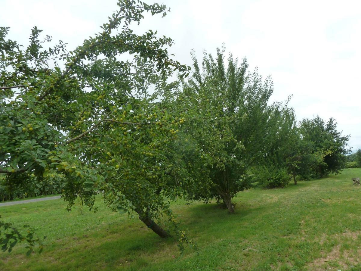 Agudelle Gite Cosy Grand Confort Dans Un Ecrin De Verdure מראה חיצוני תמונה